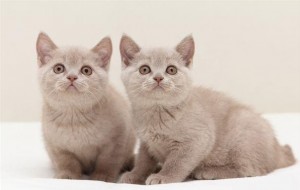 Окрас фавн британских кошек: британская кошка фавн: британская кошка фавн, британский кот фавн, британцы фавн, котята британские фавн             
